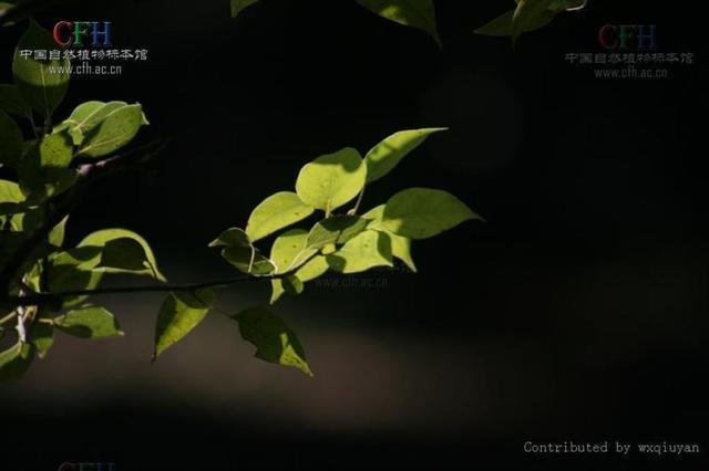 如何使肉桂叶油绿，肉桂黄叶怎么办（国家重点保护野生植物-卵叶桂）