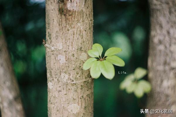 廿五是什么意思，正月廿五什么意思（中国古代的敬语）