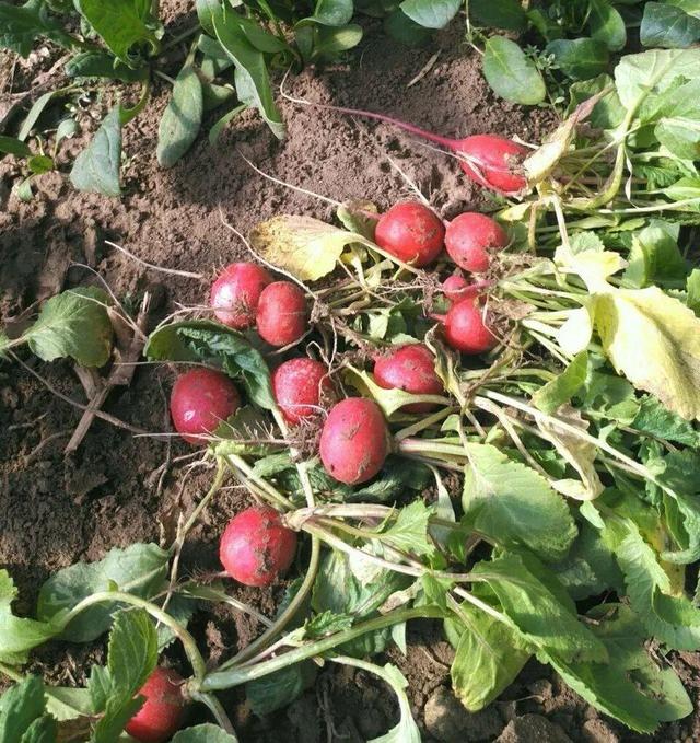 怎么种萝卜芽，萝卜发芽怎么种（春天种盆小萝卜）