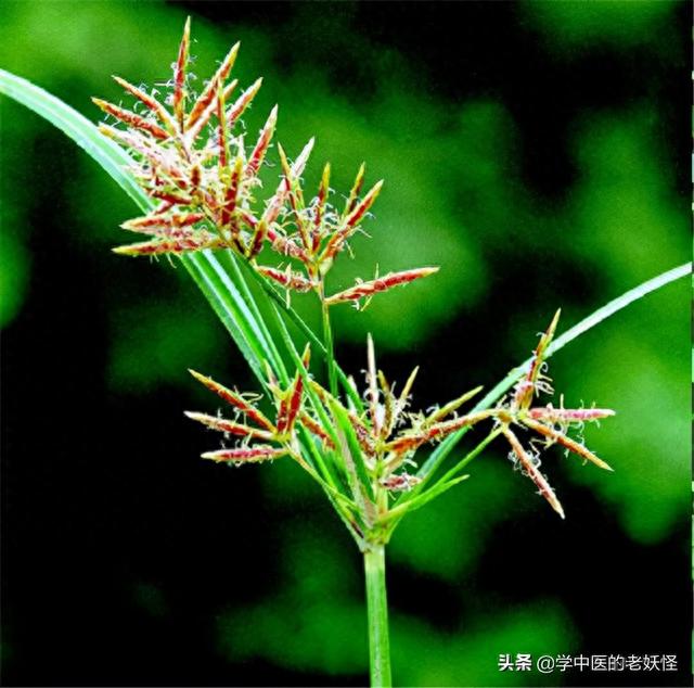 香附子的功效与作用有哪些，每天学习一味中药——香附