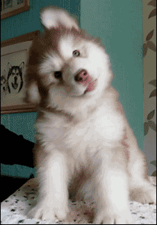 阿拉斯加犬小时候，狗一般有几个月就长成大狗了（毛茸茸的一团太可爱了吧）