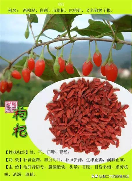 常见中草药图谱，中草药经典图谱（让你知道常用药都长啥样）