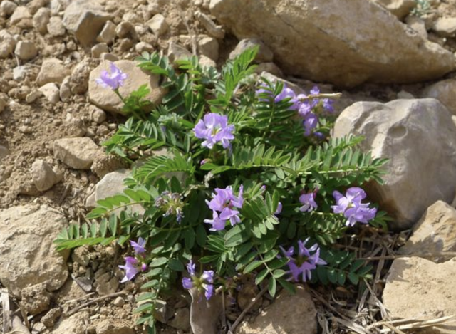 植物的六大器官，植物的六大器官思维导图（1种“小野草”价值高）