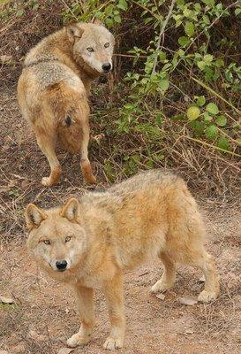 所有狼品种有哪些，狼有多少个品种（最凶猛非\