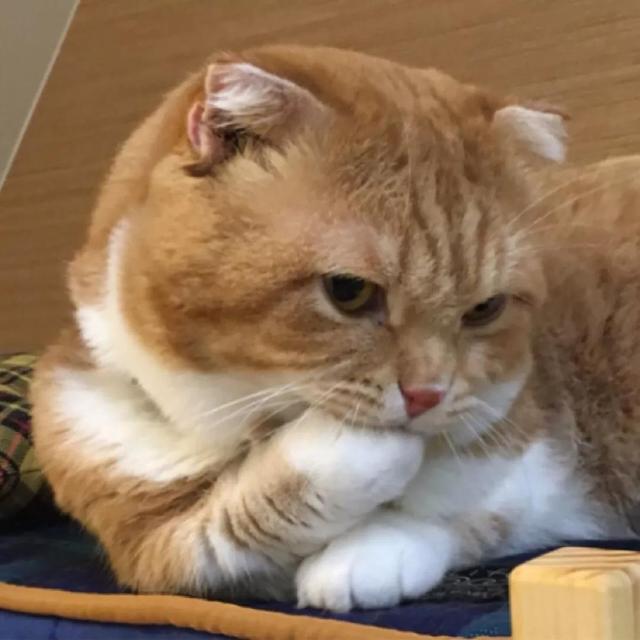 【沙雕搞怪头像】微信，【沙雕搞怪头像】（三观很正又很温柔的文案）