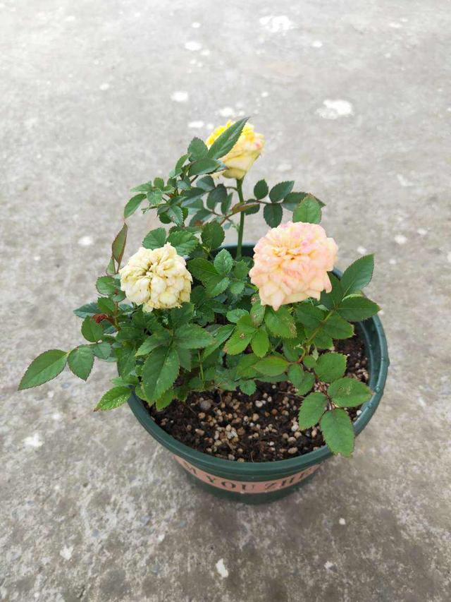 玫瑰花怎么修剪，玫瑰花如何修剪枝条较好（送人既有心意又有新意）