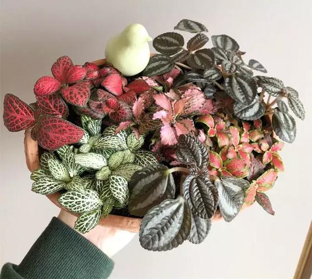 绿萝好养吗,绿萝怎样栽培(绿萝竟然排在倒数第1) 绿萝好养吗,绿萝怎样栽培(绿萝竟然排在倒数第1)