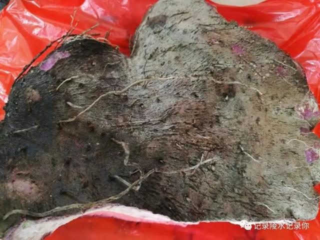 陵水民间习俗，南陵县的风俗（陵水大年初一“搬年货”）