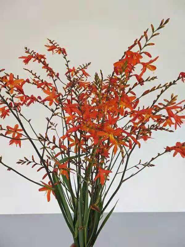 火焰兰，有多少人认识《火焰兰》属国家一级保护植物（火焰兰的花语及象征意义）