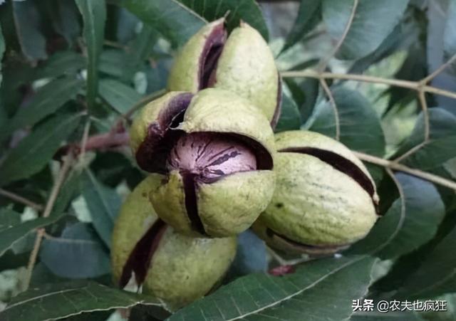 碧根果苗几年结果，碧根果树几年能挂果（刚摘生果30元1斤）