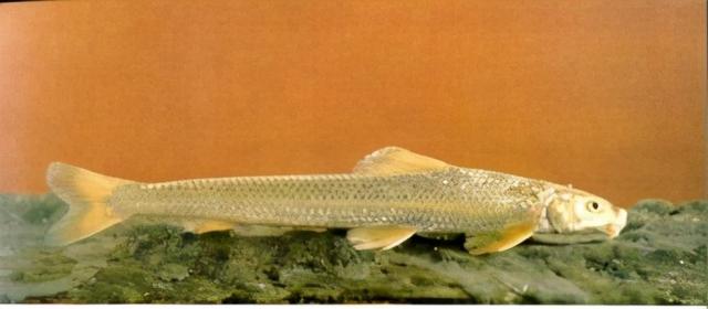 淡水观赏鱼种类，淡水观赏鱼的种类大全！（中国淡水观赏鱼图集<一>）