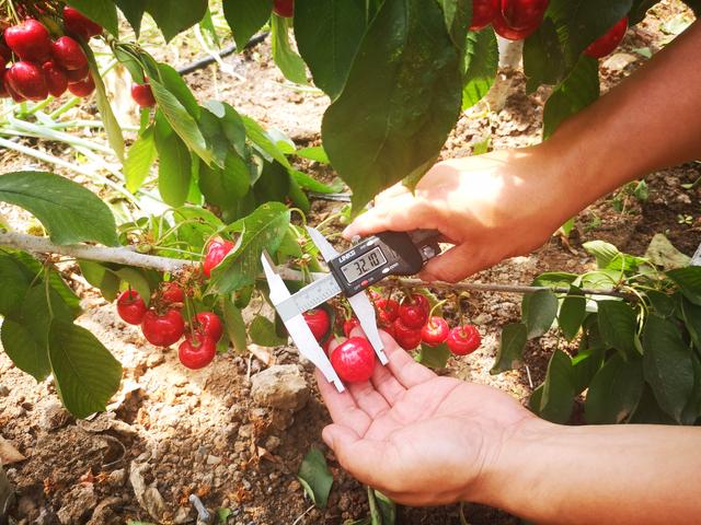 车厘子的寓意与象征，为什么总有人说“中国的樱桃是酸的