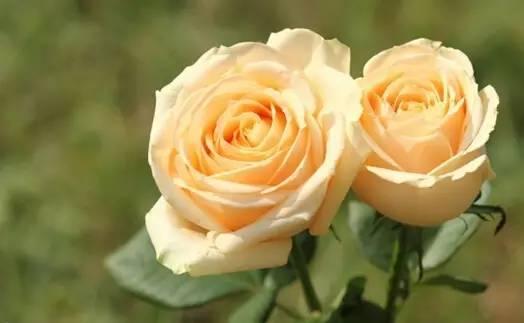 各种花的花语，各种花的花语爱情（史上最全花语大全）