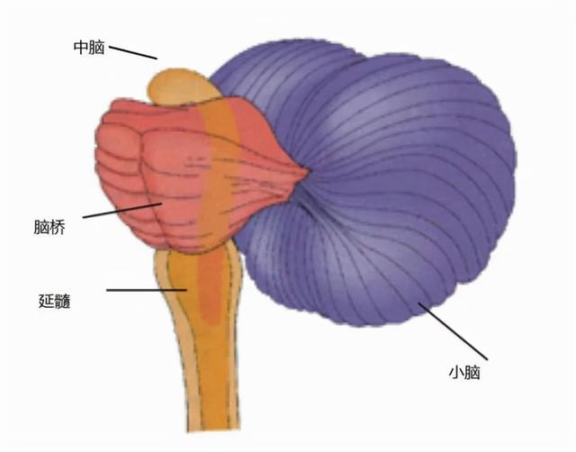 宇宙进化系统，为什么只有人类进化出高度发达的大脑
