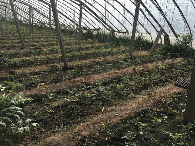 五色土哪里能买到，五色土紫砂壶怎么样（用了地驰素万年流传下来的\