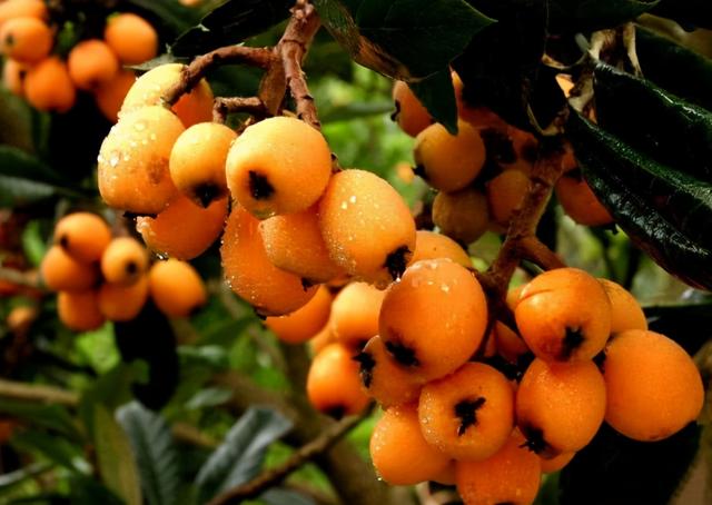 枇杷的诗句，枇杷的诗句关于思念爱人（这12首古诗你都知道吗）