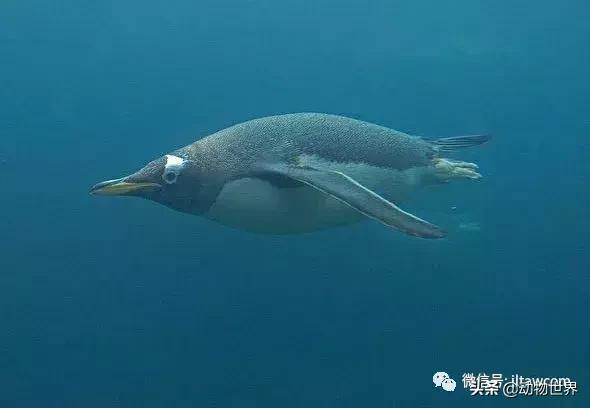 企鹅都有哪几种分别生活在哪里呢，企鹅都有哪些（详解世界上的18种企鹅<一>）