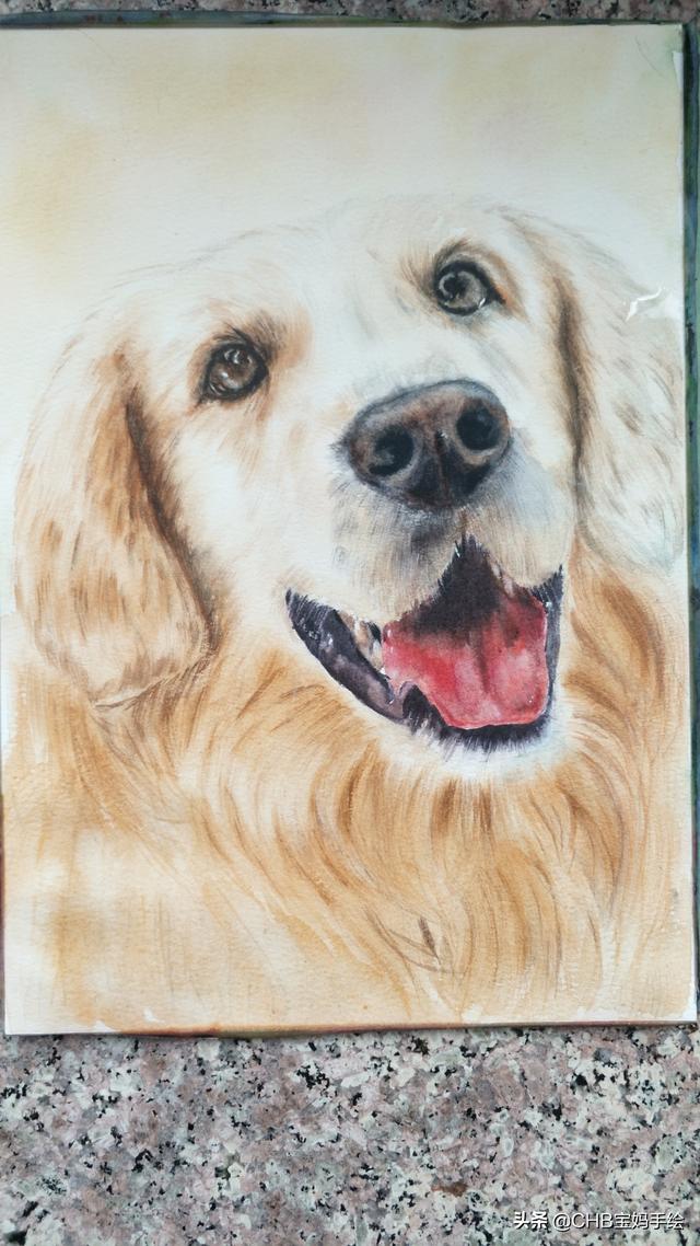 狗的笔顺（篝的笔顺，用水彩笔画一只可爱的金毛狗（狗的笔划笔顺）