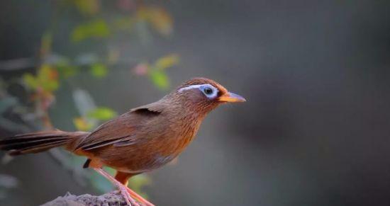 煤山雀最佳配食，画眉、红点颏、山雀食料研究了很久的配方