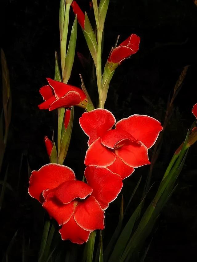 世界上有多少种花，世界上有多少种花?分别是什么（100幅美丽的花儿，赏心悦目）