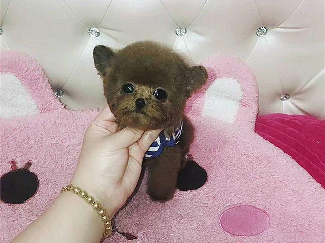 杯子狗（杯子狗寿命，爱狗狗则不应该养茶杯（杯子狗寿命多长）