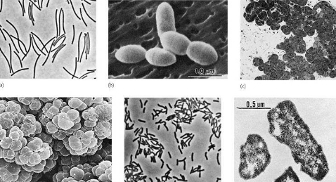羊有几个胃，羊有几个胃 分别是（了解\