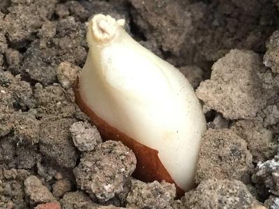 郁金香什么时候种植最好，郁金香什么时候种植（郁金香什么时候种）