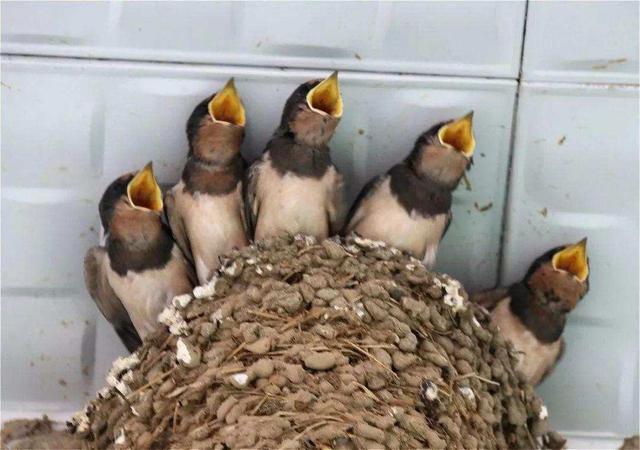 燕子的资料，燕子为什么要辛苦捕食昆虫