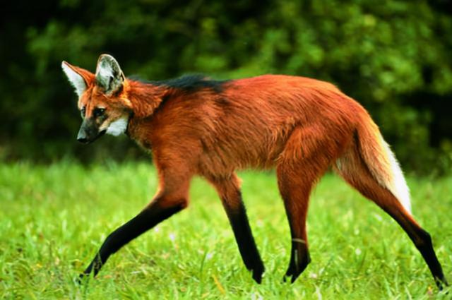 人为什么是群居动物，人为什么是群居动物不是独居（为什么大部分猛兽还是怕我们）