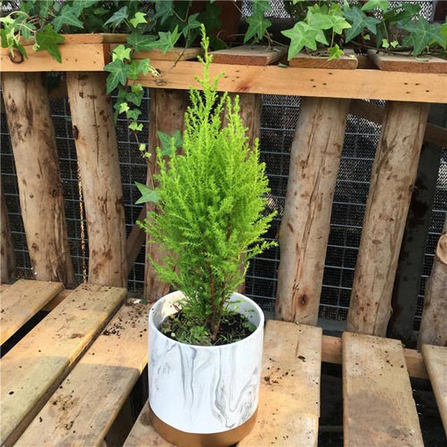 香松盆栽的含义介绍，香松盆栽与风水（养护香松盆栽期间应该注意些什么）