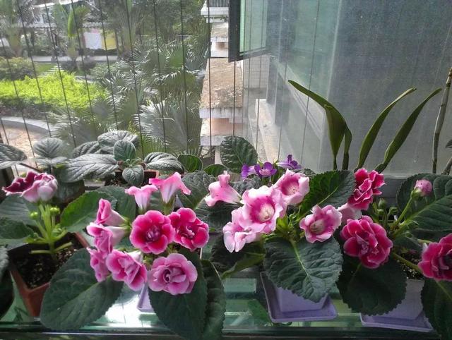 地不容的繁殖方法，地不容的繁殖栽培（试试哪一种方法更容易成功栽种在阳台上）