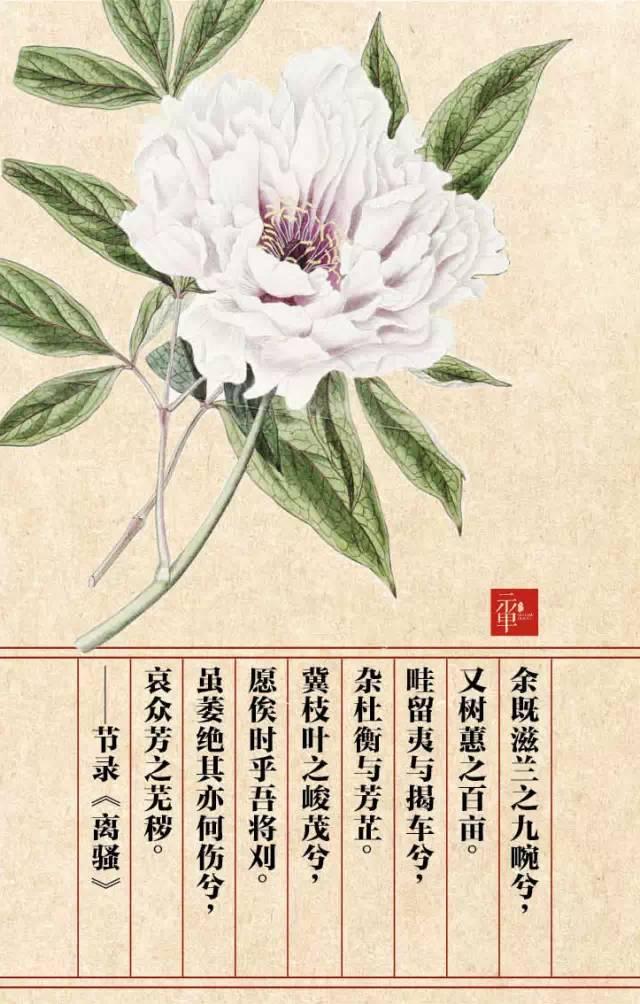木兰科的常见地被植物有哪些，常绿木兰科植物有哪些（收藏起来留给孩子慢慢看）