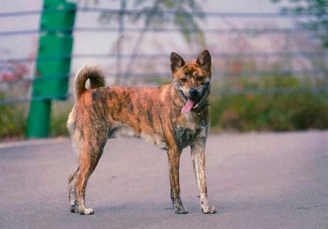 下司犬的缺点，下司犬的缺点短毛下司（这7种“土狗”很优秀）