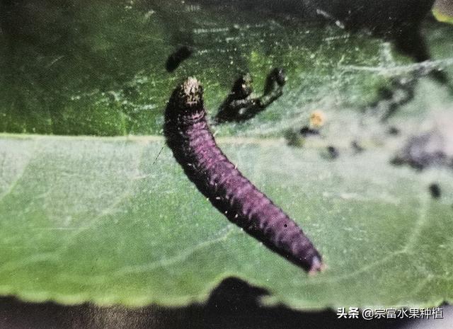水果虫子到处飞怎么处理，水果虫子到处飞怎么处理视频（在果树叶片上看见有丝网与粪便）
