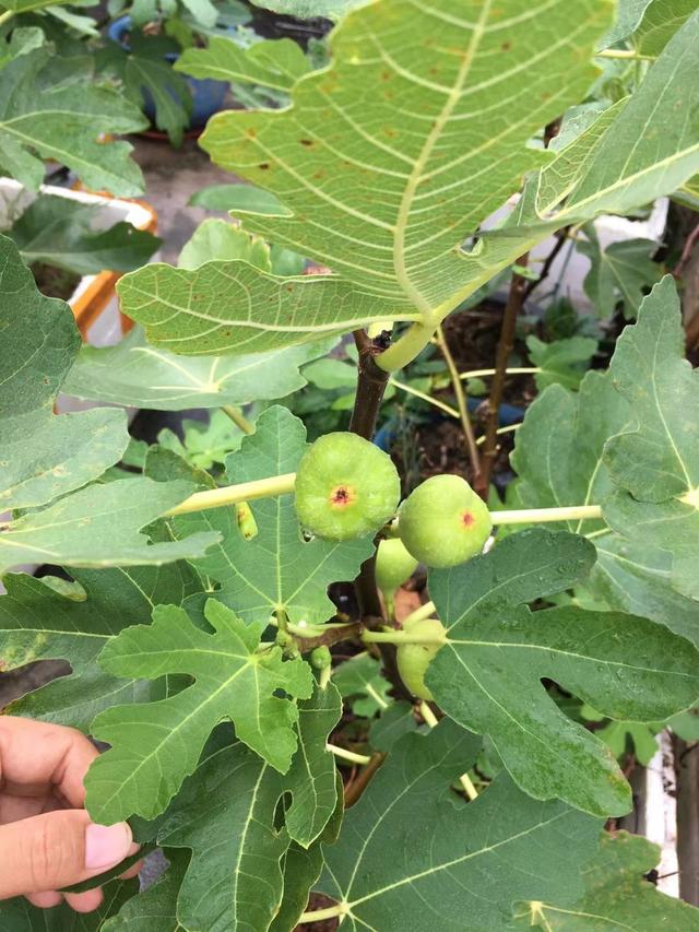 庭院适合种的果树有哪些 庭院种什么果树风水好又旺财，庭院适合种的果树有哪些（院子里养4种果树）