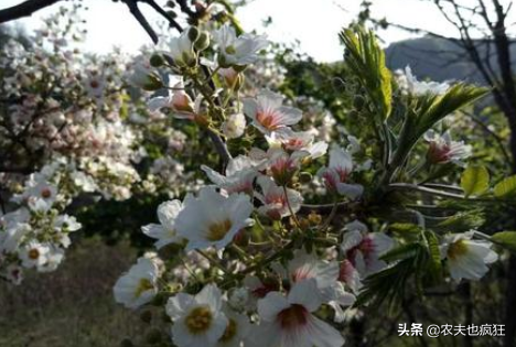 木瓜树，种1次收获300年（木瓜树长白斑菌怎么办）