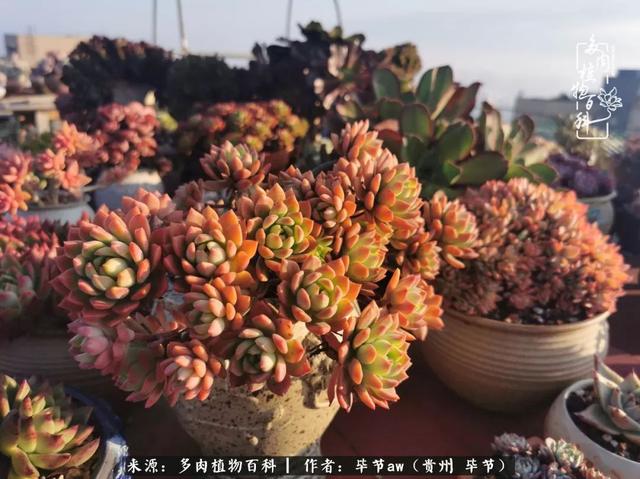 晴天橙子可爱头像微信，晴天橙子可爱头像（有多少次的会心一笑，全因多肉）