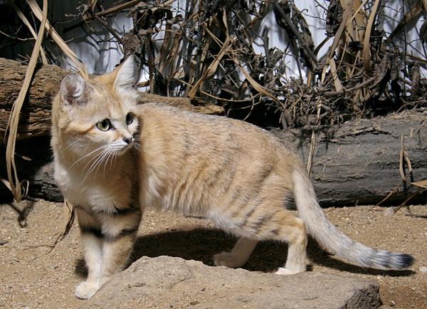 巴基斯坦沙猫,巴基斯坦沙猫体型娇小(巴基斯坦沙猫灭绝了吗)