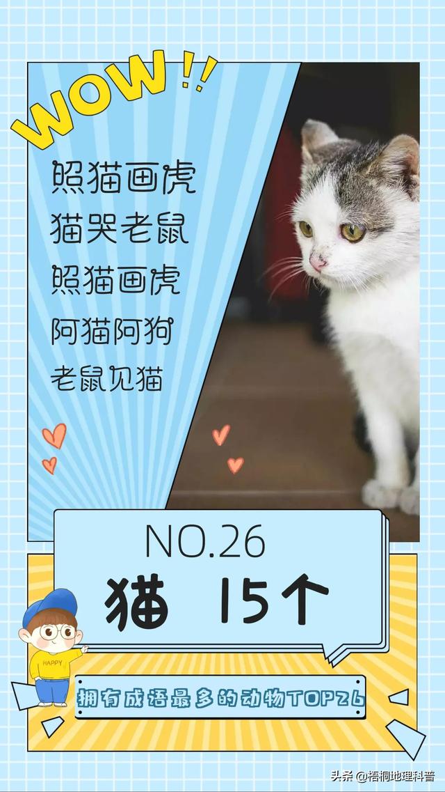 关于猫的词语有多少个，关于猫的词语有多少个词语（盘点哪种动物拥有的成语最多）
