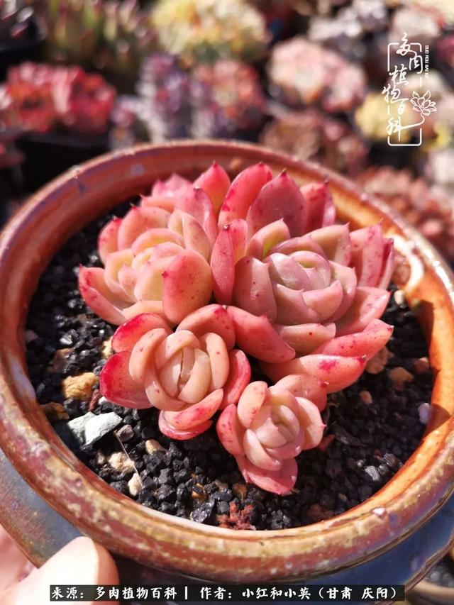 姐妹情深的句子，姐妹情深的句子简短（赏娇媚多肉，忆姐妹情深）