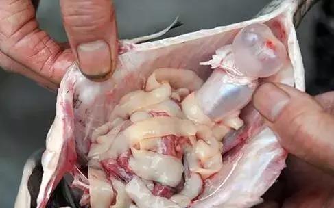 面条虫的鱼能吃吗(鱼身上这个部位有剧毒)