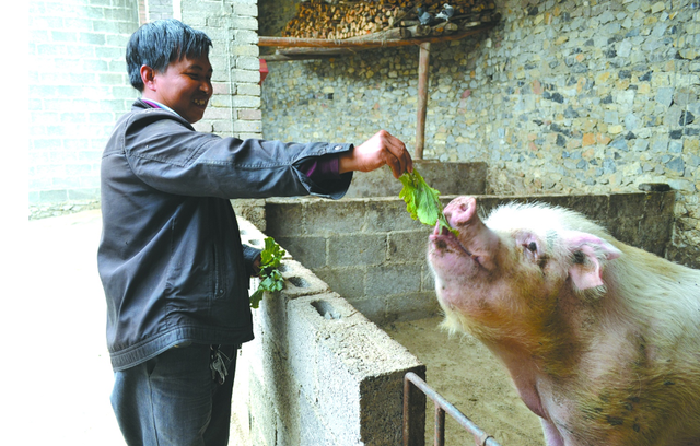 泔水桶是什么意思，部队锅食材（辟谣：禁止泔水养猪）