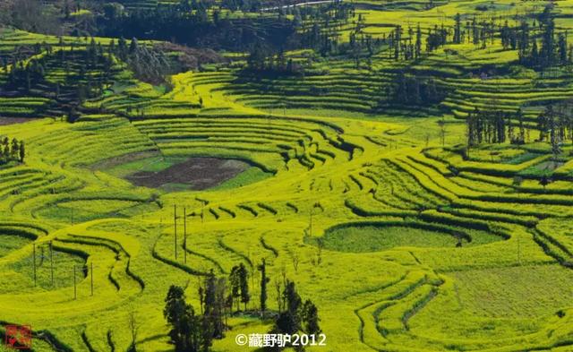 油菜花开的季节，适合家庭室内养的花与绿植（2019年全国油菜花开放时间表）