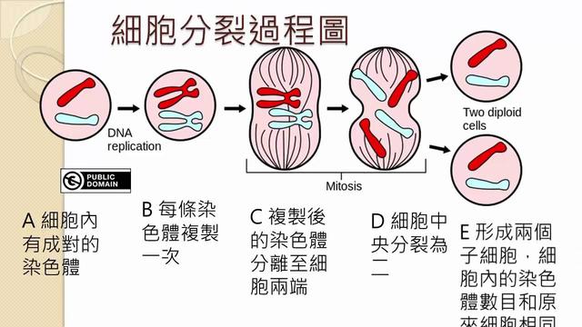 人是哺乳动物吗，恐龙是哺乳动物吗（算出人类寿命的极限值）