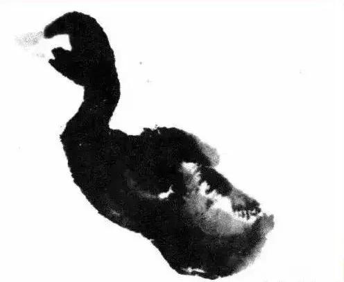 如何画一只简单的小鸭，怎样画一只小鸭子（寥寥几笔画小鸭！）