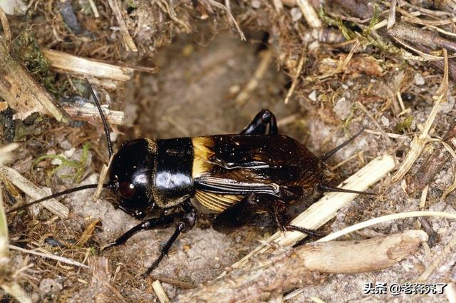 蟋蟀怎么抓，怎么把蟋蟀引诱出来（告诉你关于捕捉的相关知识）