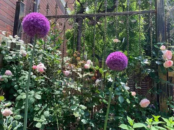 洋葱长芽了会开花吗，洋葱长芽了会开花吗有毒吗（阳台种点“大葱”）