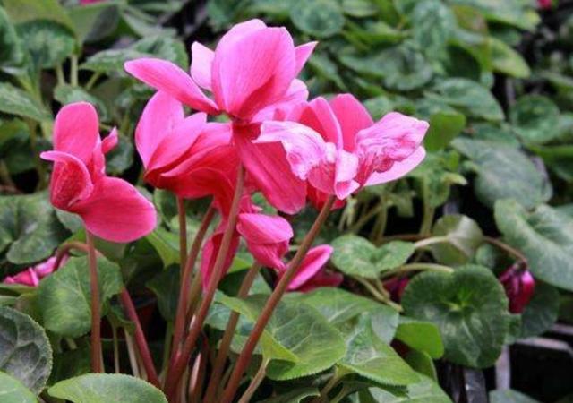 冬天开的花有哪些，冬天开的花有哪些花名颜色（家里养上5种花，天冷也有花看）