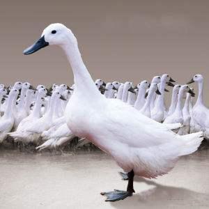 半番鸭和全番鸭的区别是什么，番鸭好还是半番鸭好（让我们来了解一下鸭子品种）