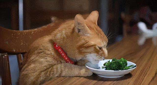 猫能吃什么人类食物，猫咪可以吃什么人类食物（猫咪可以吃的9种人类食物）